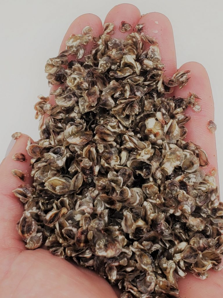 small oyster seed (3)